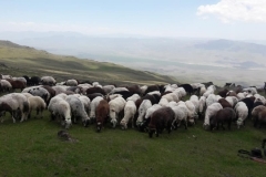 Mt.Ararat (5,137 masl), Turkey - Sheeps ;-)